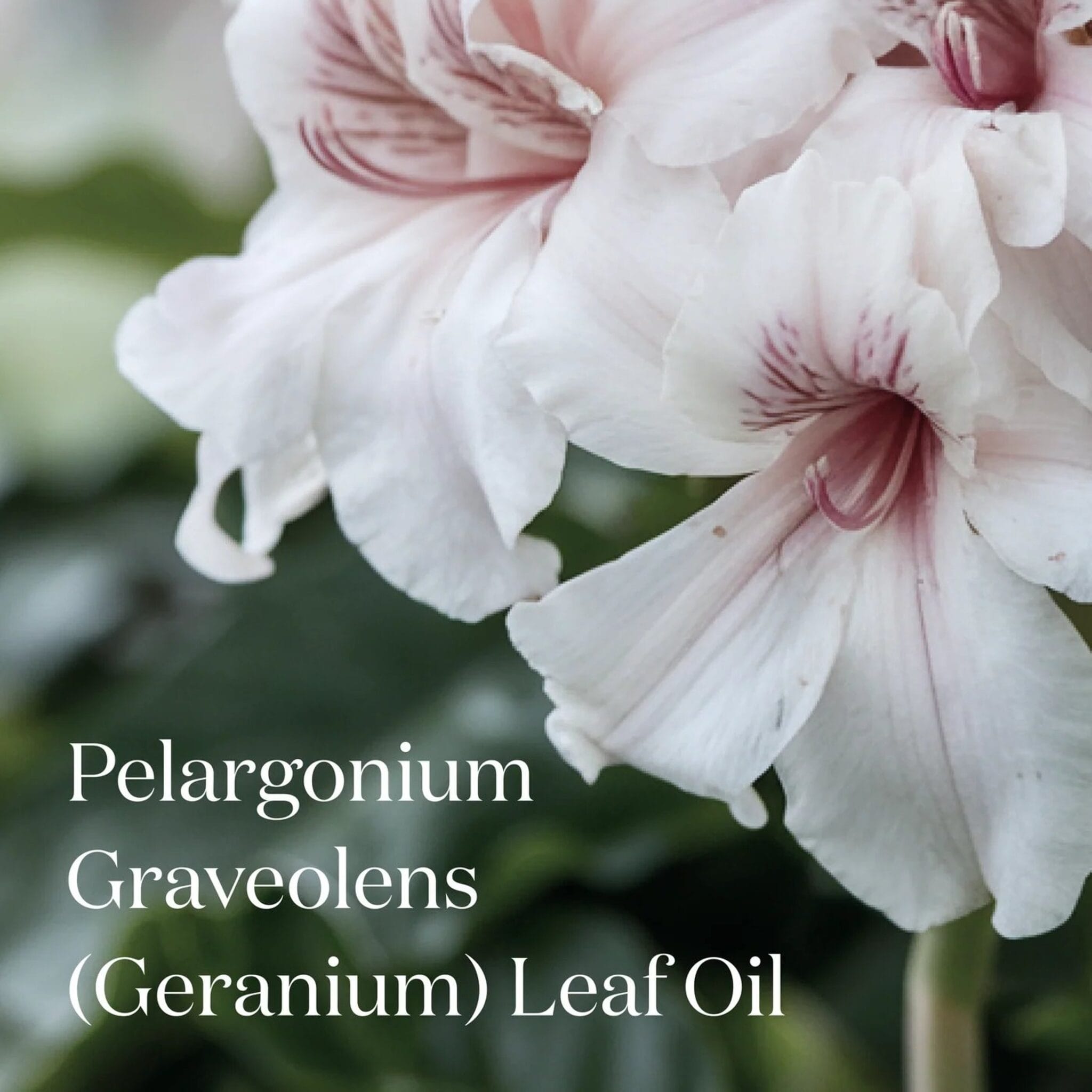 Symbiome The Reset Clarifying Cleanser